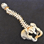 Ballarat Spinal Health Spine Model